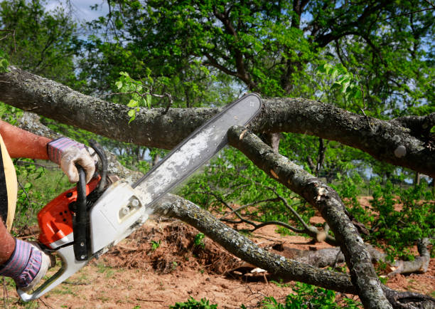 Professional Tree Care in Jordan, NY